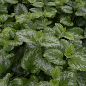 Lamium galeobdolon 'Florentinum' (v) ---